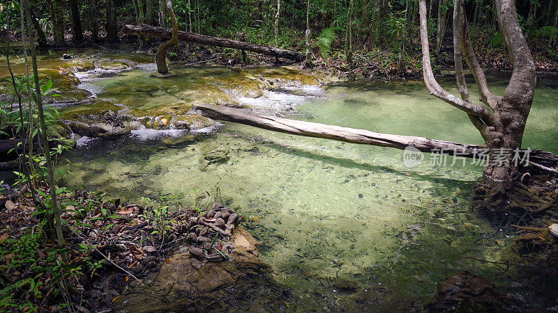 小溪和河流在热带森林在泰国klong pom甲米